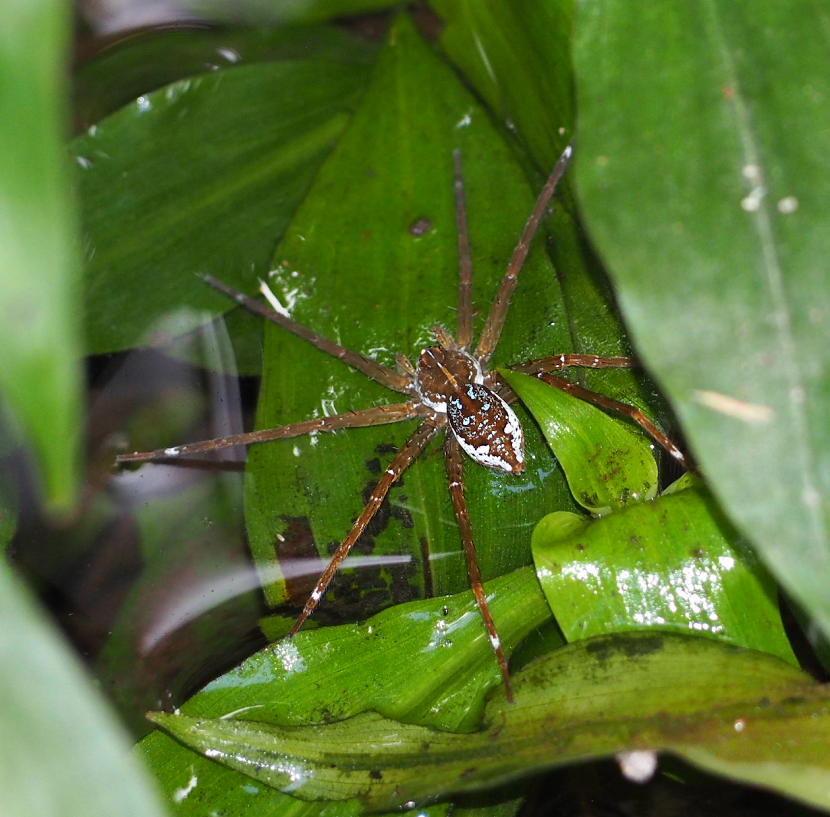 Fishing Spider