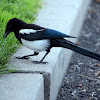 Black-billed Magpie