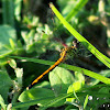 Seaside Dragonlet Dragonfly (female)