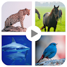 Animal sound for kids Learning icon