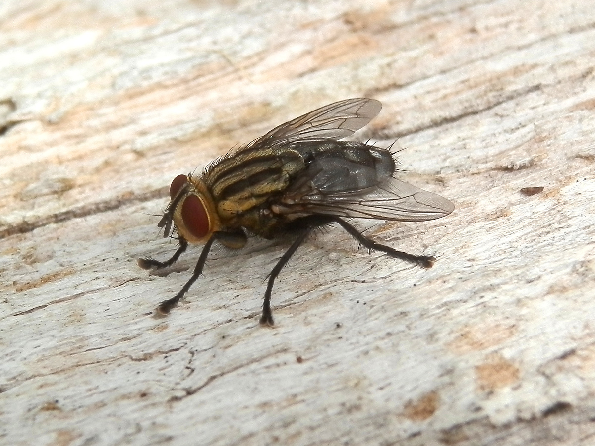 Grey Flesh Fly