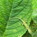 Young green anole lizard