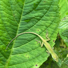 Young green anole lizard