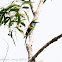 Blue-throated Bee-eater