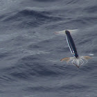 Pacific Flying Squid