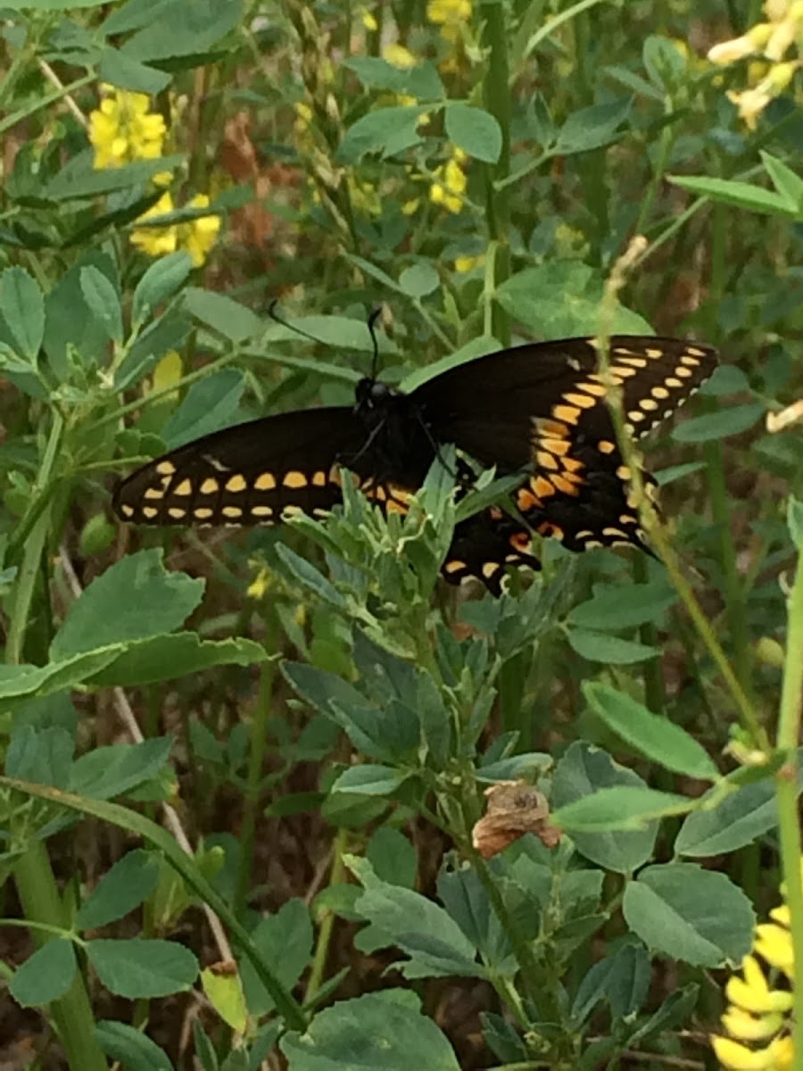 Black Swallowtail Butterfly