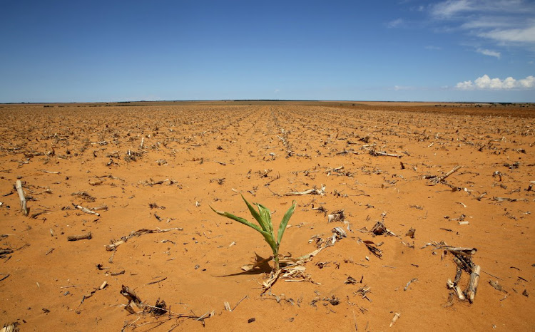 DRY AS A BONE: A mielie field in Hoopstad, a maize-producing district in the Free State