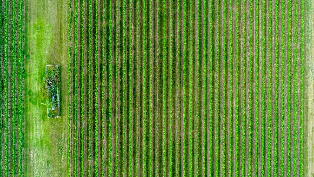 aerial photography of green fields