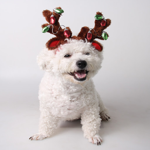 Title 2, Christmas Dog Hat Cat Ornaments Pet Supplies Fe...