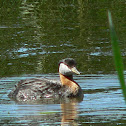 Red-Necked Grebe