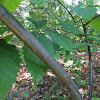 American Chestnut