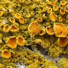 Maritime Sunburst Lichen