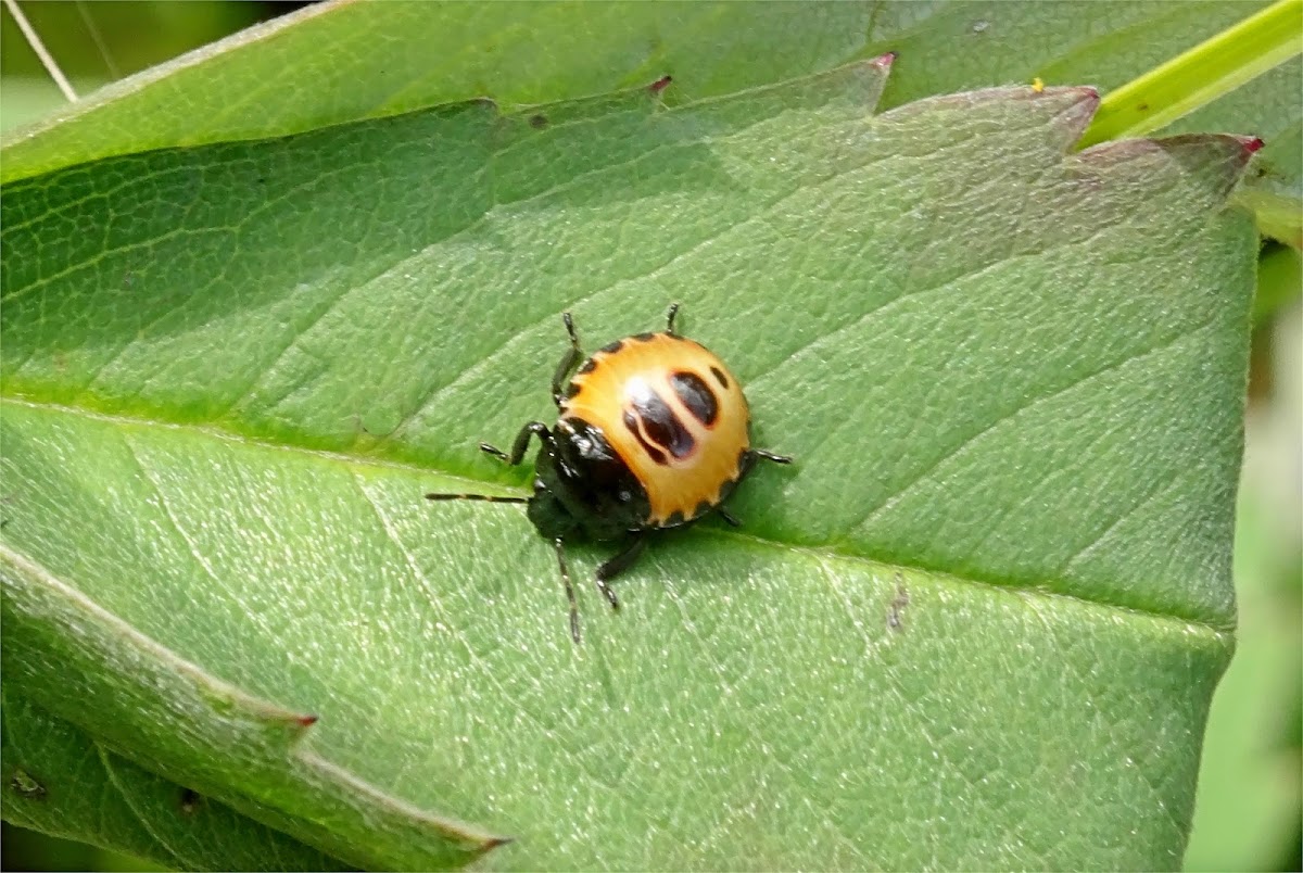 Blue Shieldbug nymph