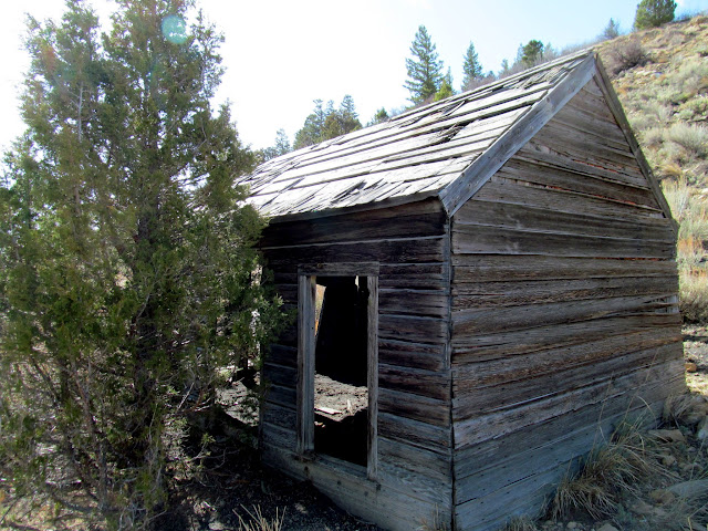 Tree growing in front of the cabin door, possibly an indication of the cabin's age