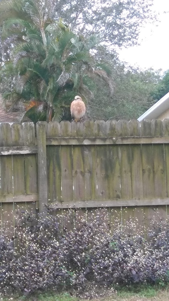 Red-shouldered hawk