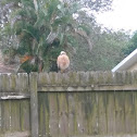 Red-shouldered hawk