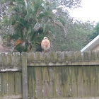 Red-shouldered hawk