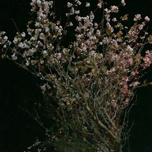 星野