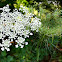 Queen Anne's Lace