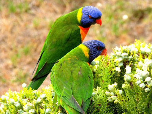 The Rainbow Lorikeet, a species of Australasian parrot found in Australia, Indonesia, Papua New Guinea, New Caledonia, Solomon Islands and Vanuatu.