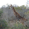 South African Giraffe