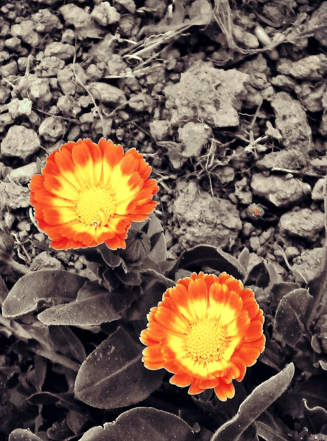 Calendula suffruticosa di martapdn