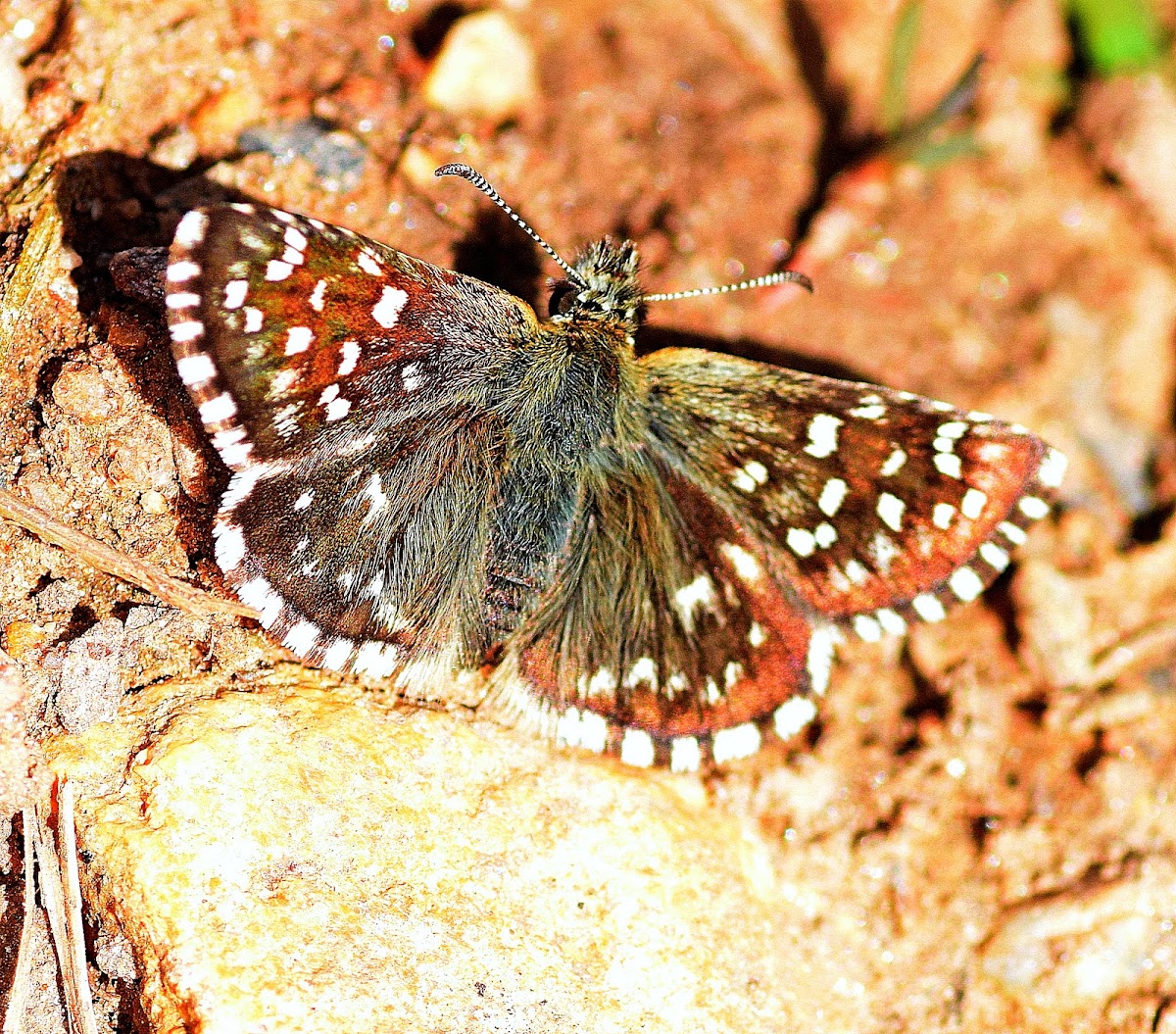 Grizzled Skipper