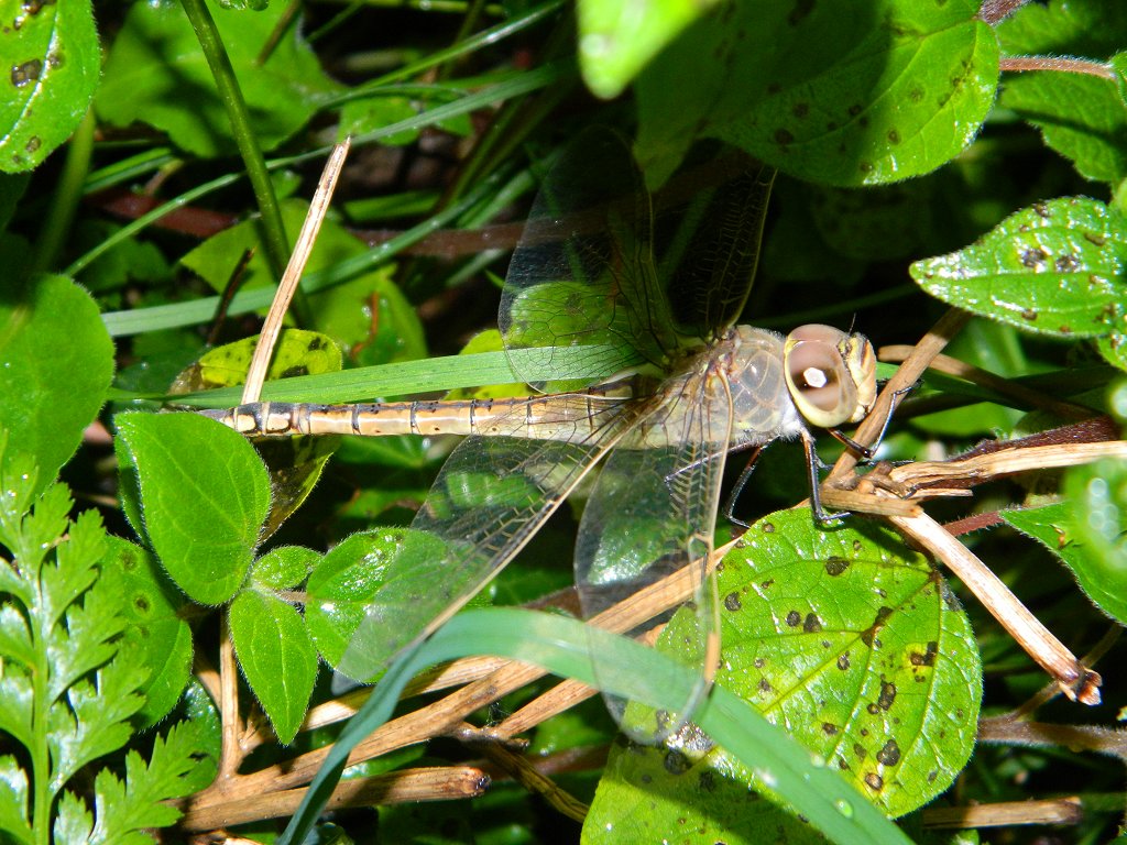 Ruddy darter (female)