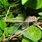 Ruddy darter (female)