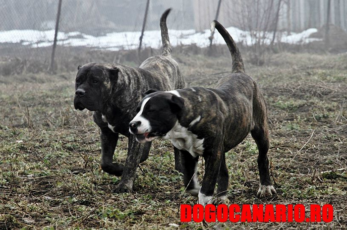 canisa presa canario