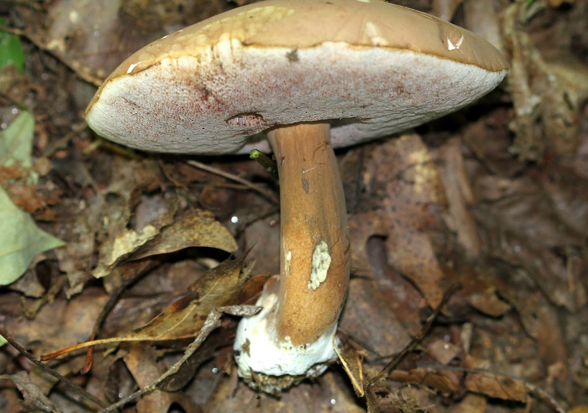 Tylopilus Mushroom