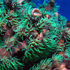 Black Sun Coral