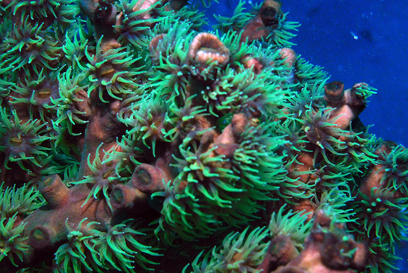 Black Sun Coral