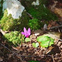 Tocco di viola nel bosco... di 