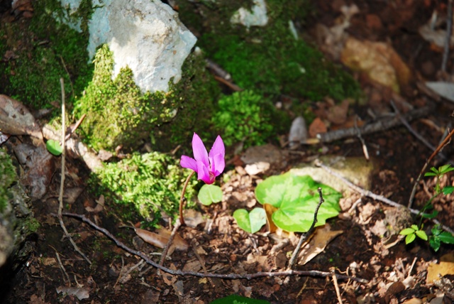 Tocco di viola nel bosco... di nunass