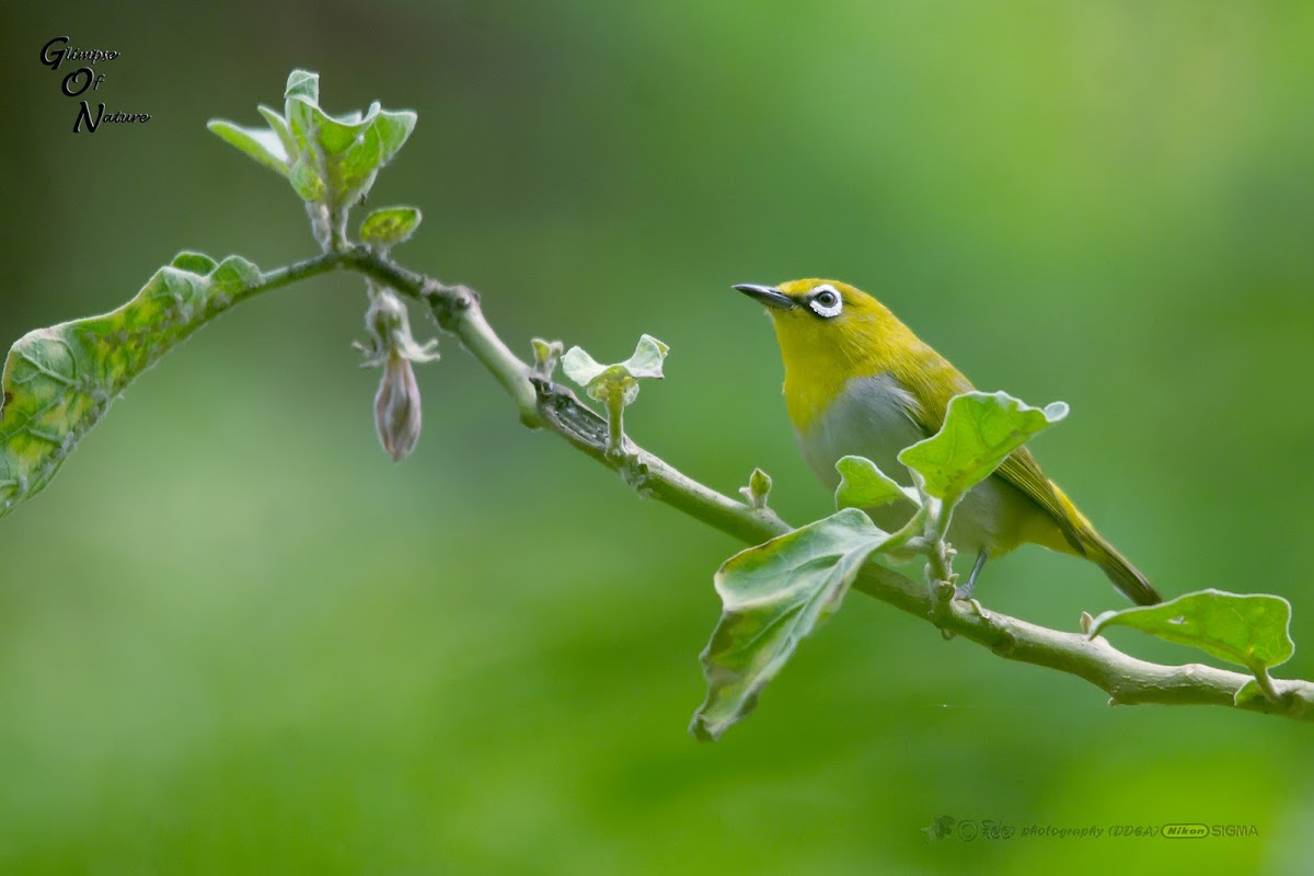 ORIENTAL WHITE EYE