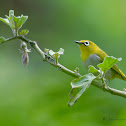 ORIENTAL WHITE EYE