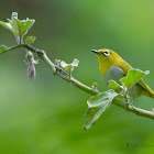 ORIENTAL WHITE EYE