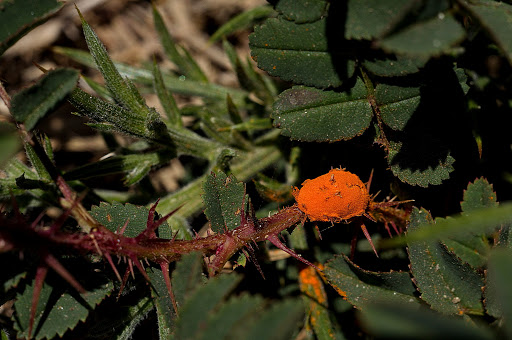 Rosa pimpinellifolia Phragmidium