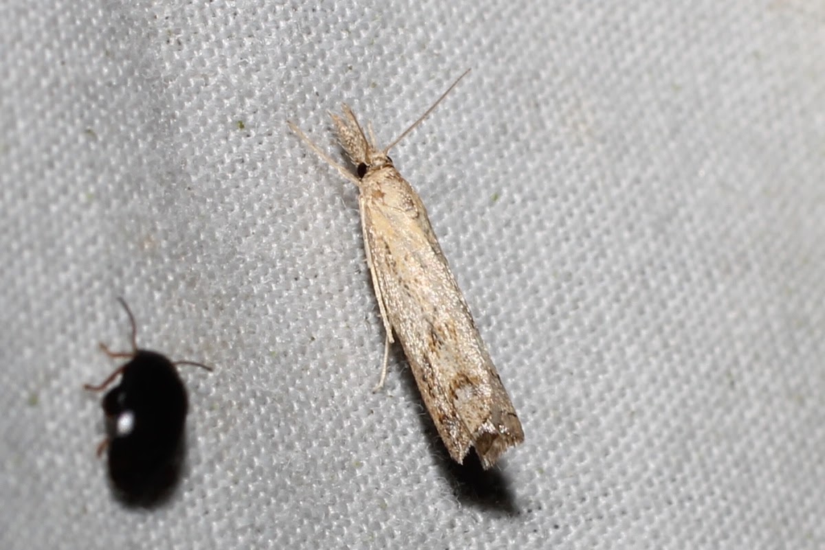 crambid moth