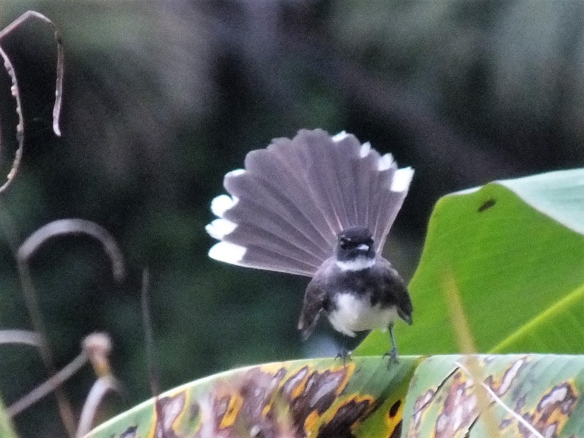 Malaysian pied fantail