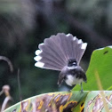 Malaysian pied fantail