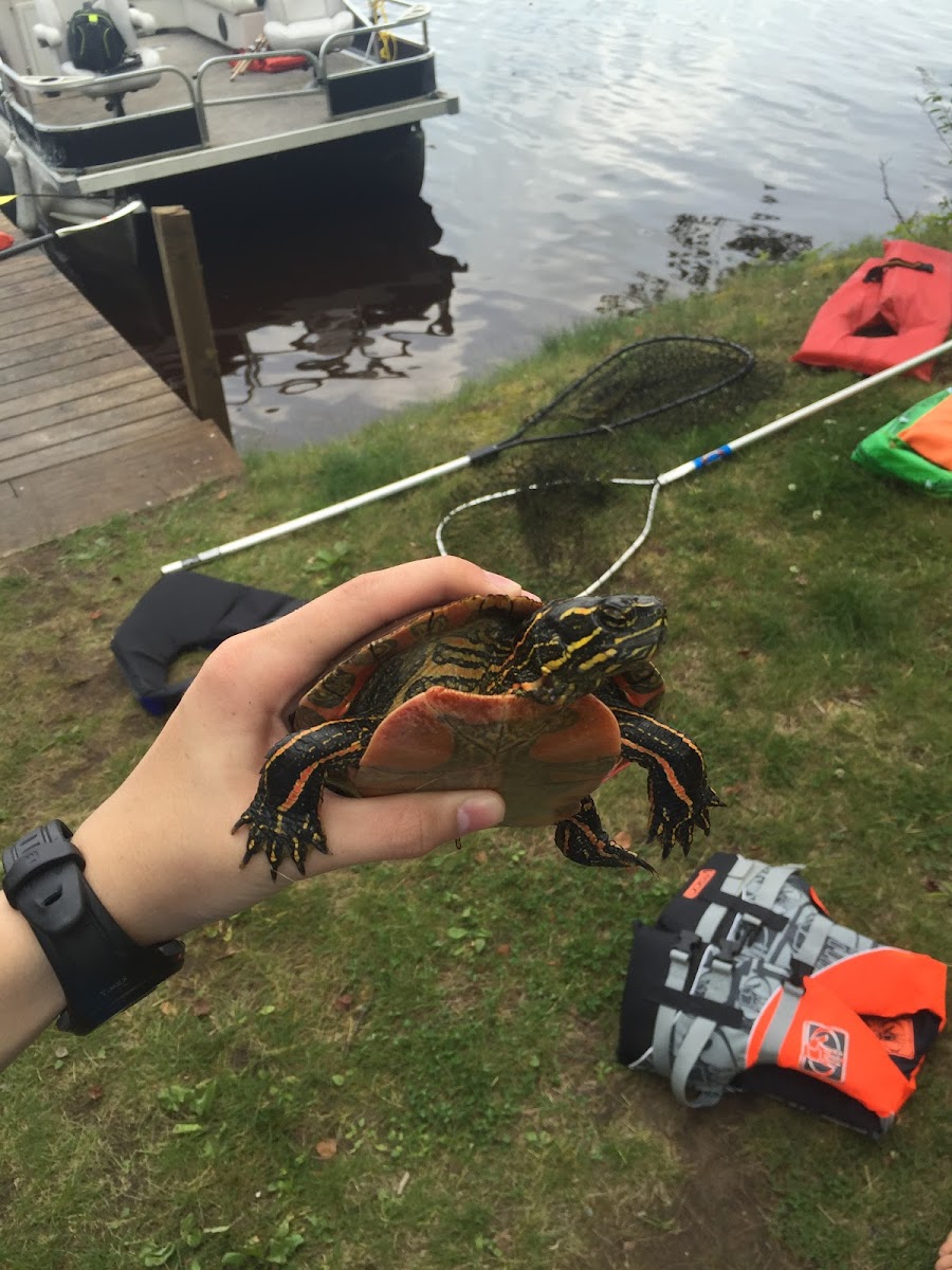 Red Ear Slider Turtle