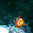 Common clownfish