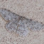 Scopula moth?