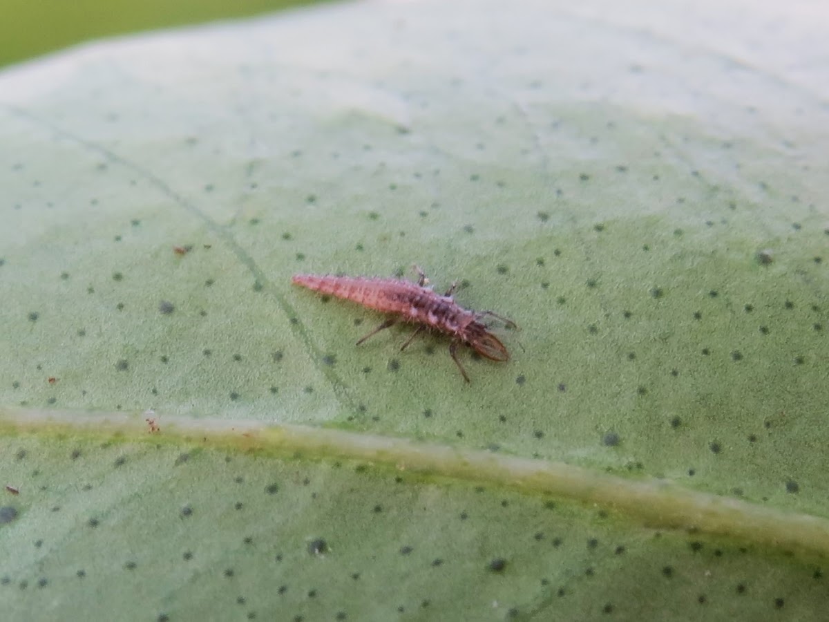 Brown lacewing larva