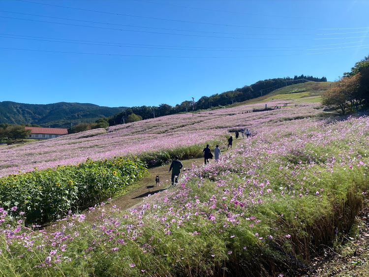 GR86のGR86・立山連峰・コスモス畑・快晴に関するカスタム事例の投稿画像2枚目