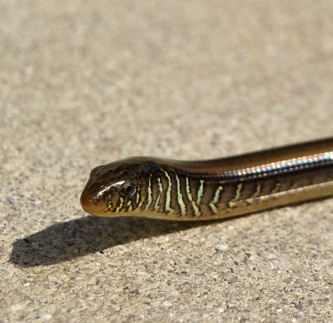 Eastern Glass Lizard