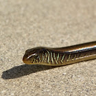 Eastern Glass Lizard