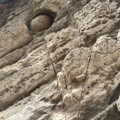 A concretion (a mystery to scientists!) at Dinosaur Ridge. 